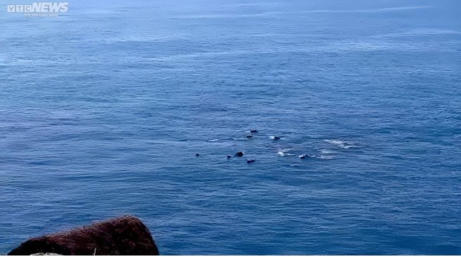 Xuất hiện đàn cá heo bơi gần bờ biển Phú Yên - Ảnh 2.