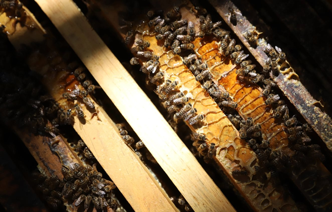 Công nghệ làm mật ong giả tinh vi đến thế nào: Vàng thau lẫn lộn, đến hàng thương hiệu trứ danh cũng đột tử vì hàng pha ke - Ảnh 3.