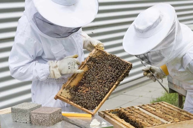 Công nghệ làm mật ong giả tinh vi đến thế nào: Vàng thau lẫn lộn, đến hàng thương hiệu trứ danh cũng đột tử vì hàng pha ke - Ảnh 1.