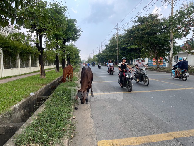 Trâu bò ung dung giữa đường gây bất an: Mấy con bò này hiền lắm - Ảnh 5.