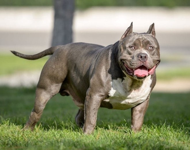 Những c&aacute;i chết thương t&acirc;m v&igrave; bị ch&oacute; Pitbull tấn c&ocirc;ng - Ảnh 1.