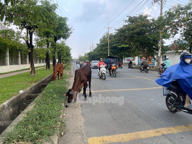 Trâu bò ung dung giữa đường gây bất an: Mấy con bò này hiền lắm - Ảnh 4.