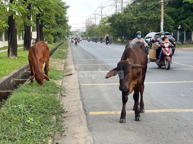 Trâu bò ung dung giữa đường gây bất an: Mấy con bò này hiền lắm - Ảnh 1.