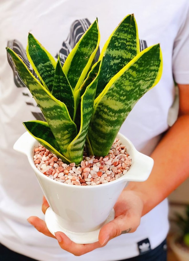 Điểm danh 9 cây cảnh phong thủy cho gia chủ mệnh Thủy - Ảnh 2.