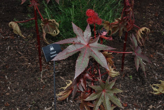  Khu vườn đ&aacute;ng sợ nhất thế giới: Chỉ ngửi một ch&uacute;t th&ocirc;i cũng c&oacute; thể nguy hiểm đến t&iacute;nh mạng  - Ảnh 4.