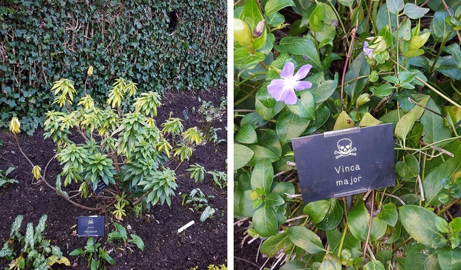  Khu vườn đ&aacute;ng sợ nhất thế giới: Chỉ ngửi một ch&uacute;t th&ocirc;i cũng c&oacute; thể nguy hiểm đến t&iacute;nh mạng  - Ảnh 3.