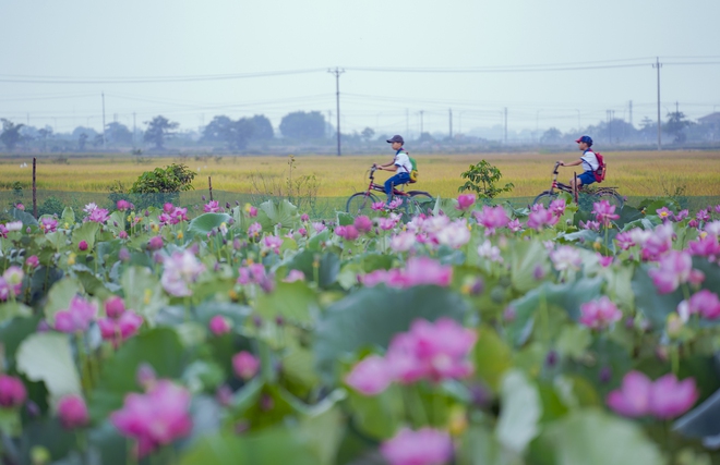 Vẻ đẹp bình yên mùa sen xứ Huế - Ảnh 3.