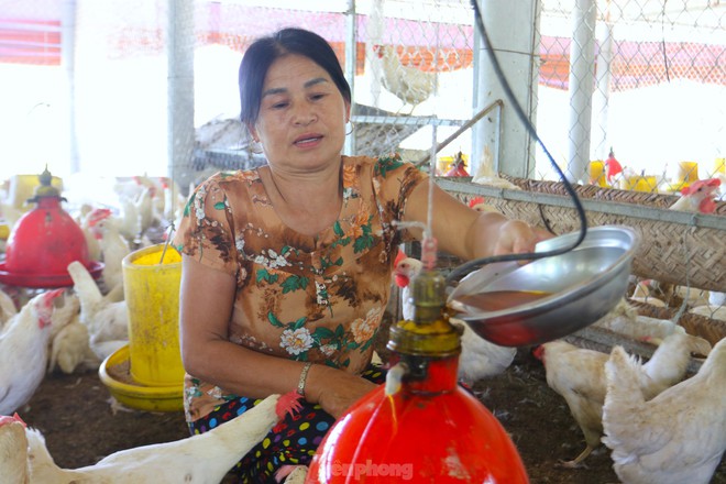 Lắp quạt trần, máy phun sương giảm nhiệt cho gà ngày nắng nóng - Ảnh 6.