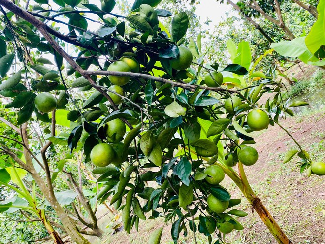 Nhiều gia đình và người nổi tiếng tới Vĩnh Long gặp &quot;Thúy Liễu&quot;, khiến du lịch địa phương thêm &quot;hot&quot; - Ảnh 8.