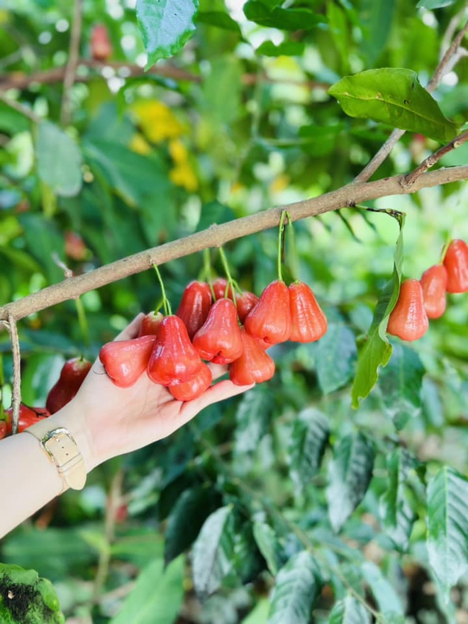 Nhiều gia đình và người nổi tiếng tới Vĩnh Long gặp &quot;Thúy Liễu&quot;, khiến du lịch địa phương thêm &quot;hot&quot; - Ảnh 8.