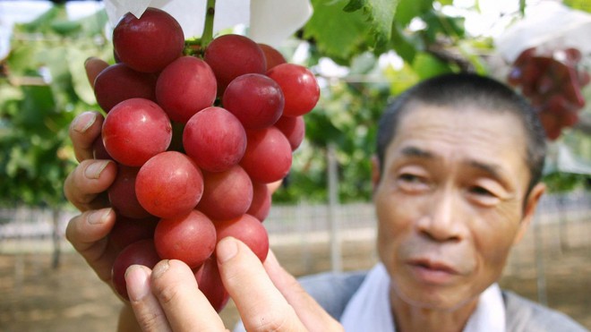 Tại sao Nhật Bản có thể bán được trái cây với mức giá trên trời? Không tự nhiên mà cặp dưa giá bằng cả chiếc ô tô, 250 triệu đồng/chùm nho - Ảnh 1.