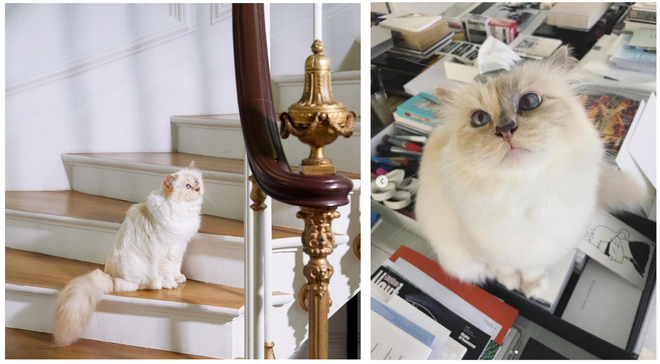 Choupette - mèo cưng của huyền thoại thời trang Karl Lagerfeld hot thế nào mà truyền cảm hứng khiến loạt sao chơi trội ở Met Gala? - Ảnh 5.