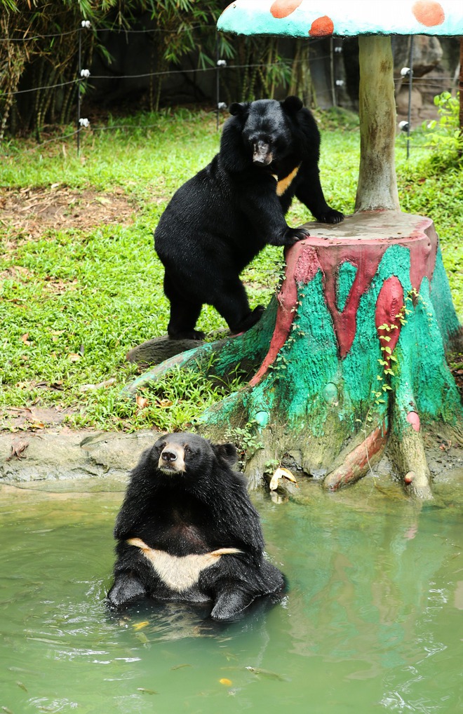 Muốn xem gấu đen ở Việt Nam cần đến những nơi nào? - Ảnh 10.