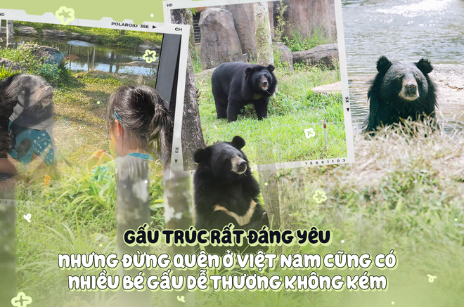 Muốn xem gấu đen ở Việt Nam cần đến những nơi nào? - Ảnh 1.