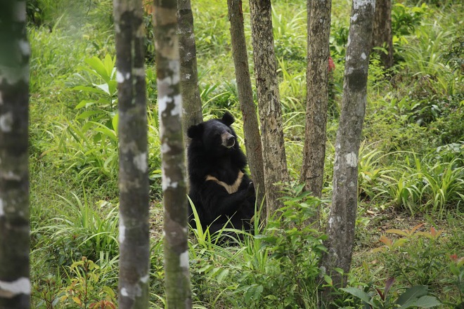 Muốn xem gấu đen ở Việt Nam cần đến những nơi nào? - Ảnh 9.