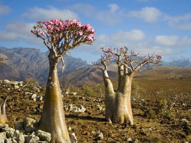 Đảo Socotra độc lạ nhất ở Ấn Độ Dương, được ví như công viên kỷ Jura viễn tưởng - Ảnh 3.