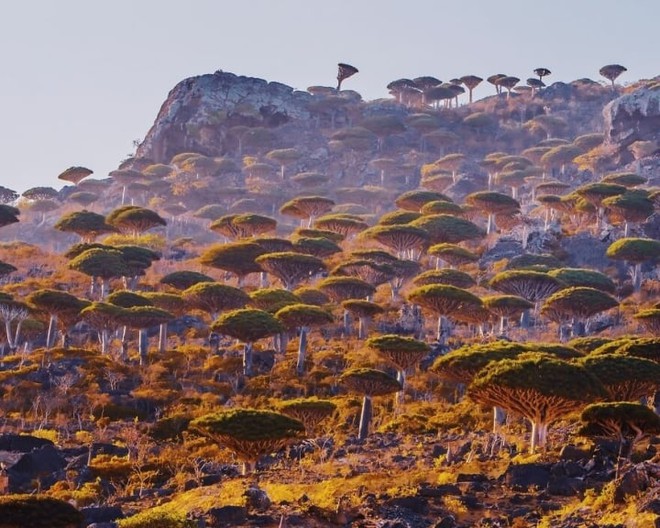 Đảo Socotra độc lạ nhất ở Ấn Độ Dương, được ví như công viên kỷ Jura viễn tưởng - Ảnh 1.