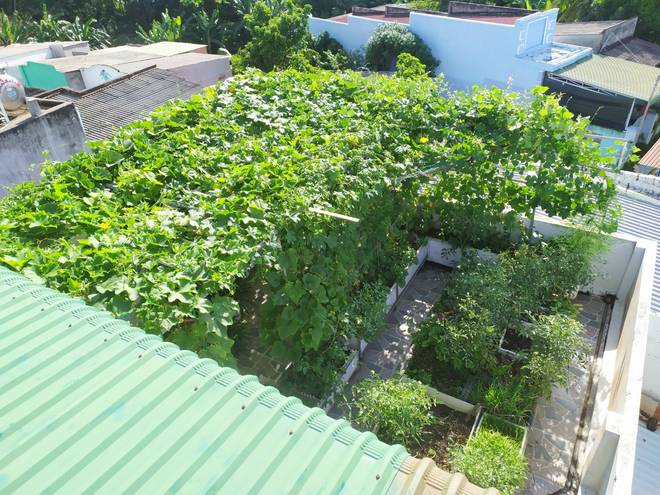 Khu vườn s&acirc;n thượng 70m2 trĩu nặng rau quả từ căn nh&agrave; phố ở B&igrave;nh Thuận - Ảnh 5.