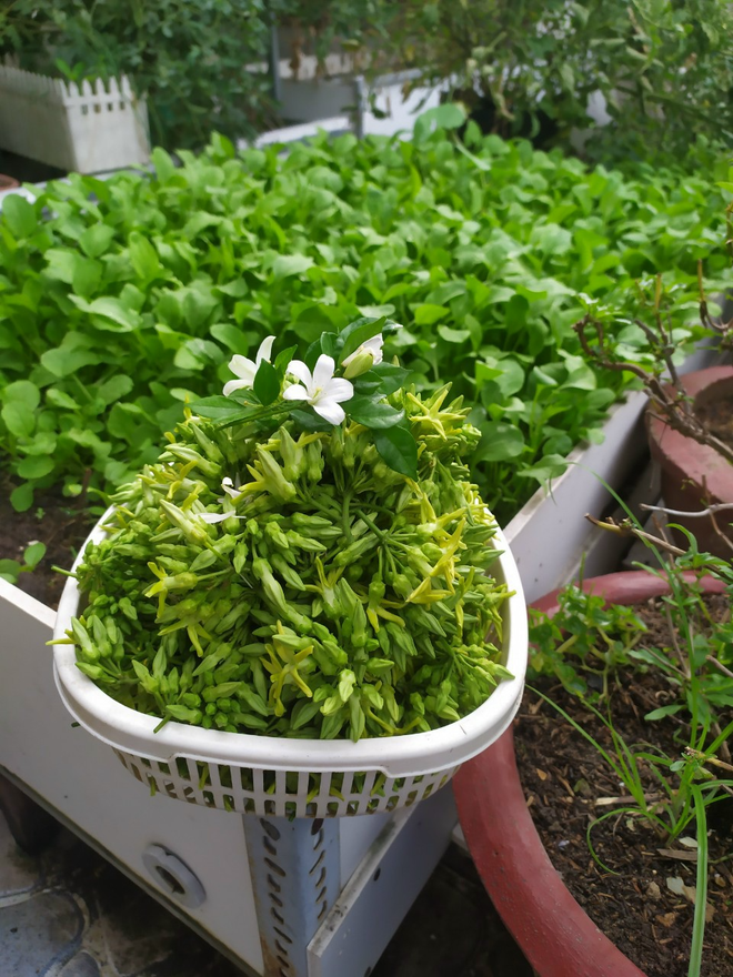 Khu vườn s&acirc;n thượng 70m2 trĩu nặng rau quả từ căn nh&agrave; phố ở B&igrave;nh Thuận - Ảnh 4.