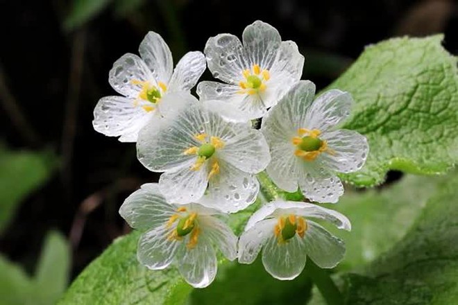 Loài hoa quý hiếm nhất nhì hành tinh cứ trời mưa là 