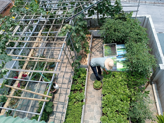 Khu vườn sân thượng 70m2 trĩu nặng rau quả từ căn nhà phố ở Bình Thuận - Ảnh 2.