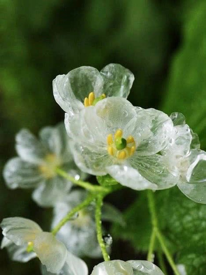 Loài hoa quý hiếm nhất nhì hành tinh cứ trời mưa là 