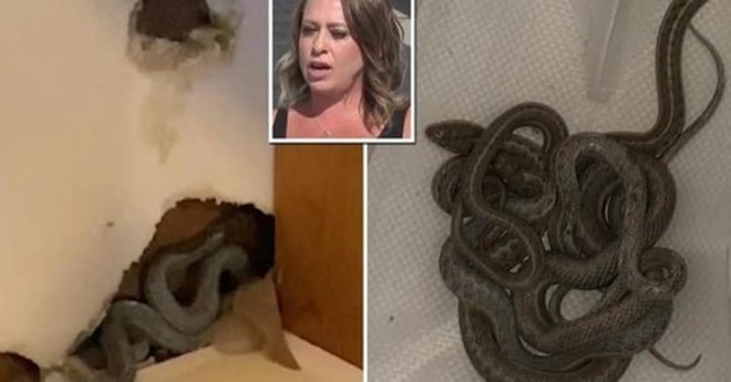 Mua căn nh&agrave; mơ ước đầu ti&ecirc;n trong đời, n&agrave;o ngờ chọn đ&uacute;ng hang rắn - Ảnh 1.