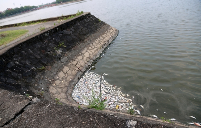 Cá chết nổi dày đặc tại hồ điều hòa Công viên Trung tâm TP Hà Tĩnh - Ảnh 1.