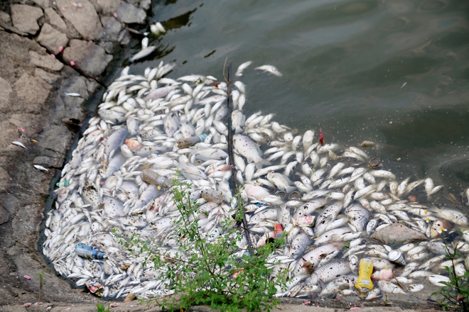 Cá chết nổi dày đặc tại hồ điều hòa Công viên Trung tâm TP Hà Tĩnh - Ảnh 9.