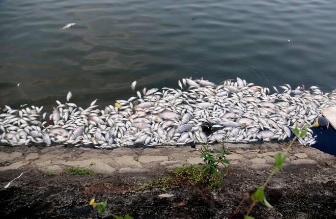 Cá chết nổi dày đặc tại hồ điều hòa Công viên Trung tâm TP Hà Tĩnh - Ảnh 6.