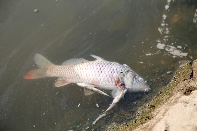 Cá chết nổi dày đặc tại hồ điều hòa Công viên Trung tâm TP Hà Tĩnh - Ảnh 5.