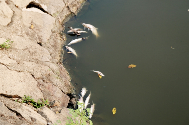 Cá chết nổi dày đặc tại hồ điều hòa Công viên Trung tâm TP Hà Tĩnh - Ảnh 3.