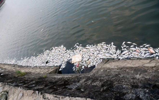 Cá chết nổi dày đặc tại hồ điều hòa Công viên Trung tâm TP Hà Tĩnh - Ảnh 2.