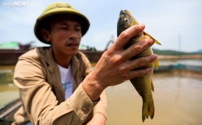 Sông Đà cạn trơ đáy: Người dân bất lực nhìn cá, hoa màu chết khô - Ảnh 15.