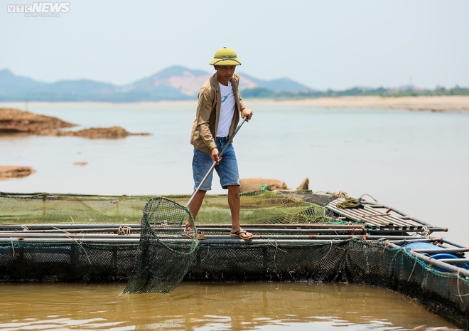 Sông Đà cạn trơ đáy: Người dân bất lực nhìn cá, hoa màu chết khô - Ảnh 12.