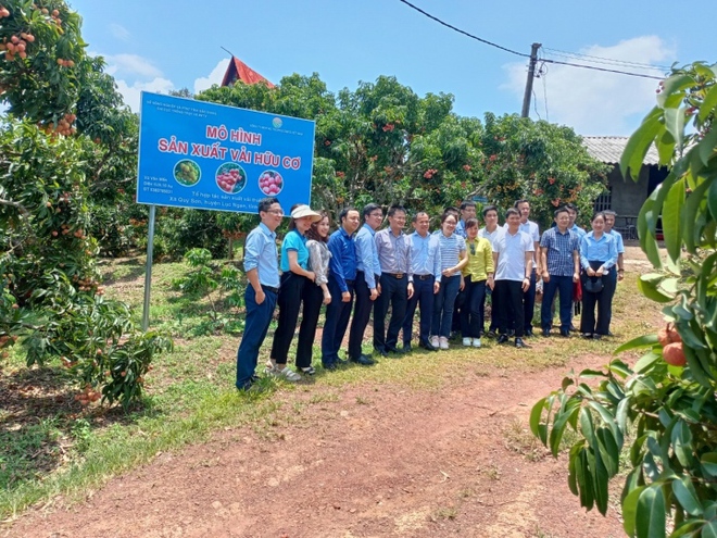 Rộ mốt mua cả c&acirc;y vải thiều gi&aacute; chục triệu đồng, ăn cho đỡ nghiện - Ảnh 3.