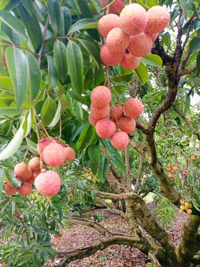 Rộ mốt mua cả c&acirc;y vải thiều gi&aacute; chục triệu đồng, ăn cho đỡ nghiện - Ảnh 2.