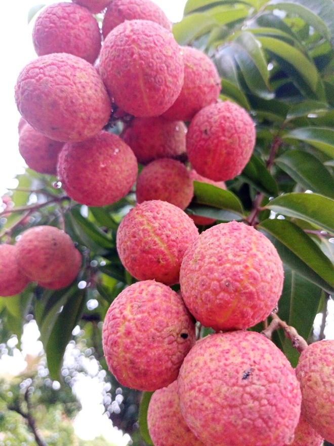 Rộ mốt mua cả c&acirc;y vải thiều gi&aacute; chục triệu đồng, ăn cho đỡ nghiện - Ảnh 1.