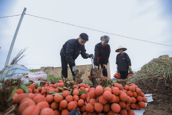 Chùm ảnh: Người dân Bắc Giang trắng đêm soi đèn thu hoạch vải thiều, nô nức chở đi bán từ tờ mờ sáng - Ảnh 9.