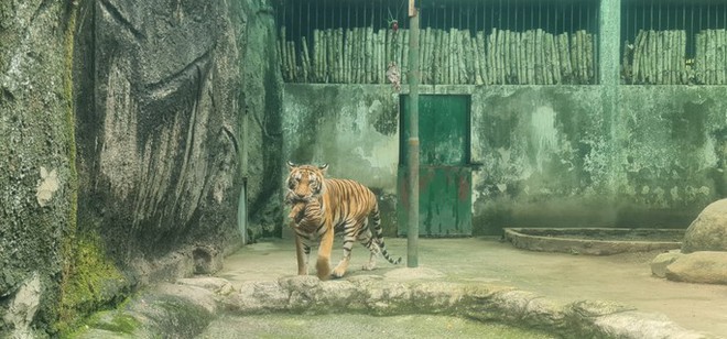 Thảo Cầm Viên Sài Gòn làm đầy tháng cho 2 con hổ - Ảnh 3.