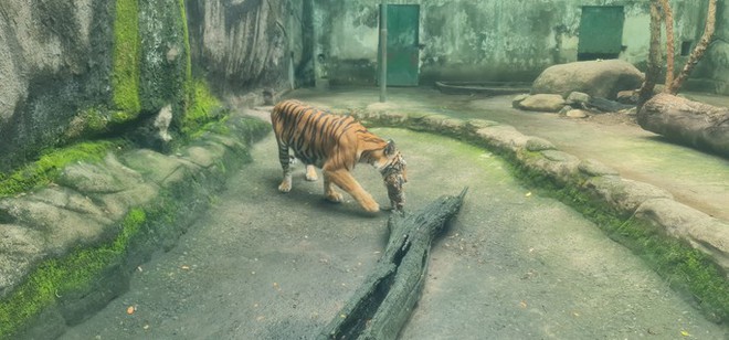Thảo Cầm Viên Sài Gòn làm đầy tháng cho 2 con hổ - Ảnh 2.