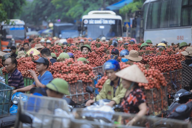 Chùm ảnh: Người dân Bắc Giang trắng đêm soi đèn thu hoạch vải thiều, nô nức chở đi bán từ tờ mờ sáng - Ảnh 13.