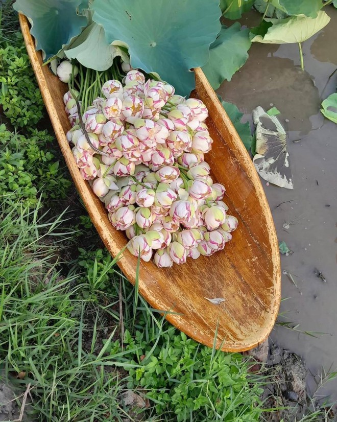 Chị em ph&aacute;t sốt, l&ugrave;ng mua bằng được hoa sen đột biến độc lạ - Ảnh 8.
