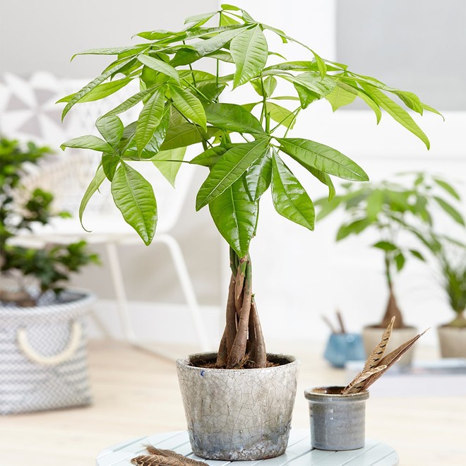 10 loại c&acirc;y cảnh kh&ocirc;ng cần nhiều nắng v&agrave; l&agrave;m m&aacute;t nh&agrave; - Ảnh 8.