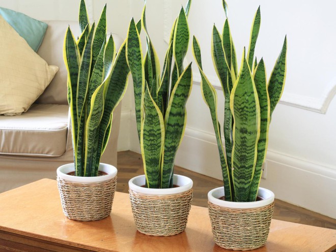 10 loại c&acirc;y cảnh kh&ocirc;ng cần nhiều nắng v&agrave; l&agrave;m m&aacute;t nh&agrave; - Ảnh 5.