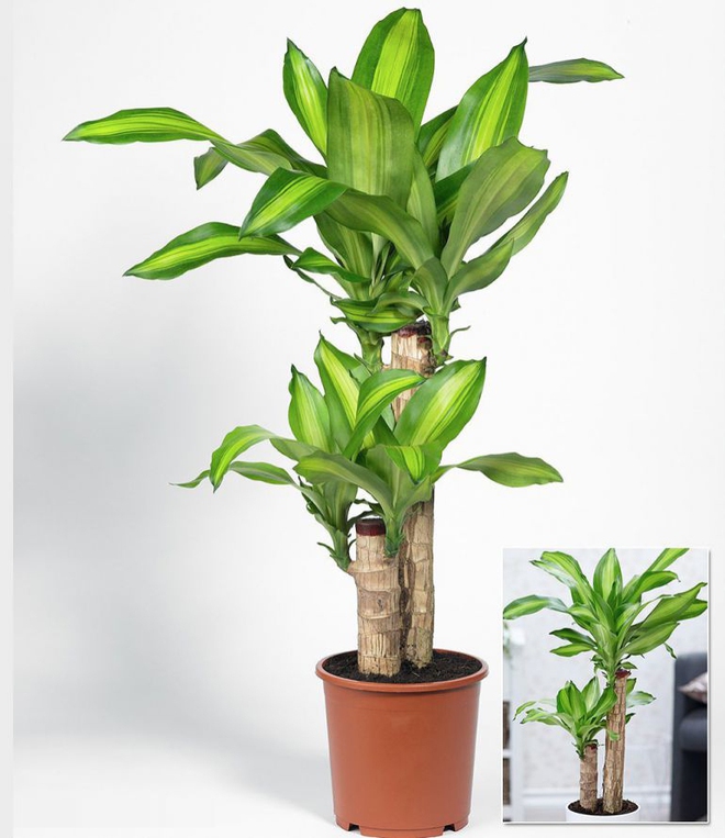 10 loại c&acirc;y cảnh kh&ocirc;ng cần nhiều nắng v&agrave; l&agrave;m m&aacute;t nh&agrave; - Ảnh 4.