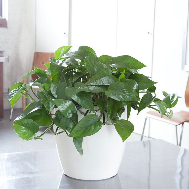 10 loại c&acirc;y cảnh kh&ocirc;ng cần nhiều nắng v&agrave; l&agrave;m m&aacute;t nh&agrave; - Ảnh 2.
