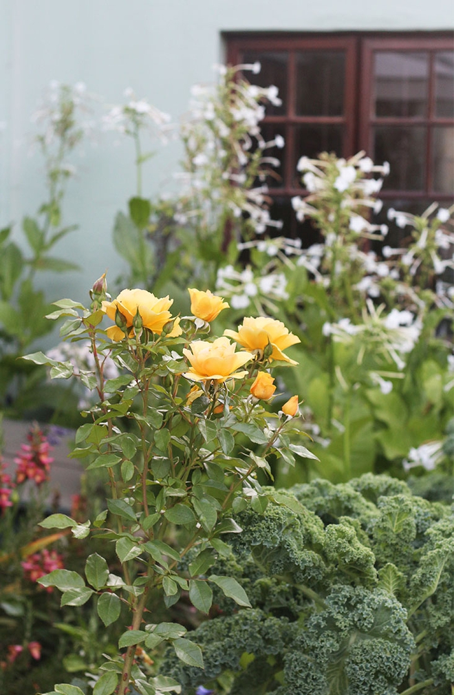Khu vườn ngập hoa của cụ bà 83 tuổi đã dành 33 năm để chăm sóc - Ảnh 7.
