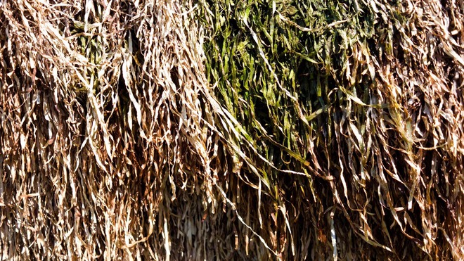 Những ng&ocirc;i nh&agrave; lợp rong biển tồn tại hơn 300 năm, thứ vật liệu rẻ b&egrave;o xứng đ&aacute;ng để cả thế giới bắt chước - Ảnh 8.