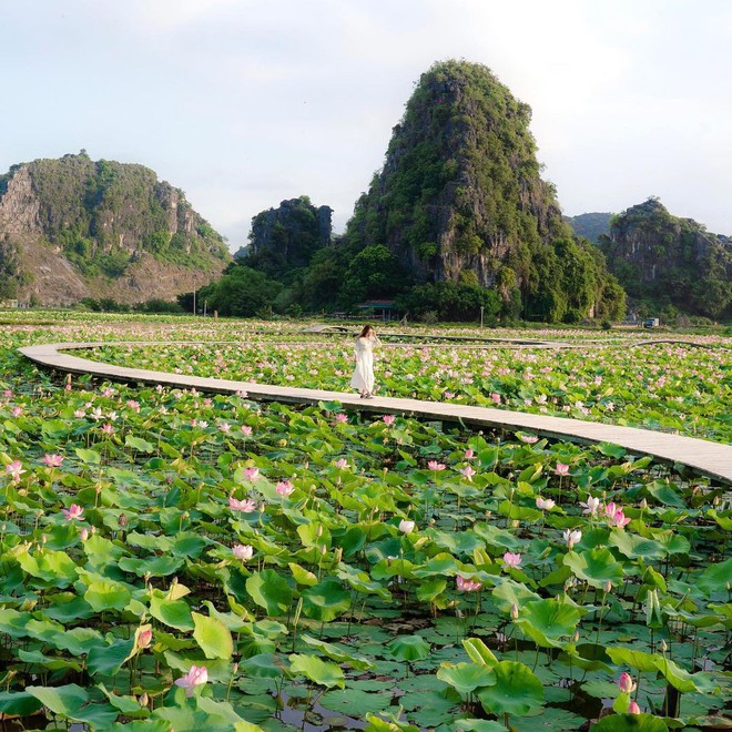 Đi Ninh Bình ngắm mùa sen nở rộ đẹp mê ly với chi phí chỉ khoảng 1 triệu đồng - Ảnh 2.